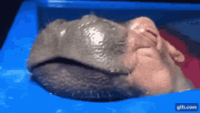 Safetyncts Hippo GIF