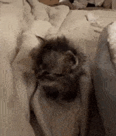 a cat is laying on top of a bed with a blanket on it .