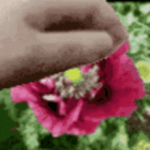Lastacidtea Petpet Flower GIF - Lastacidtea Petpet Flower Acid Tea Is A Little Girl GIFs