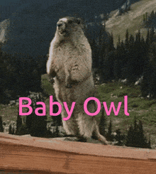 Marmot Baby Owl GIF - Marmot Baby Owl Football Fusion GIFs