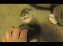 Otter Belly GIF - Otter Belly Cuddle GIFs