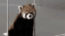 Red Panda Is Judging You GIF - Judging GIFs
