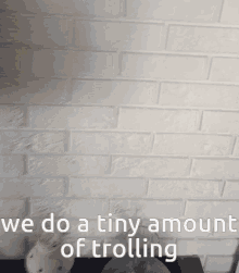 We Do A Little Trolling Minecraft Ocelot GIF - We Do A Little Trolling Minecraft Ocelot Help GIFs