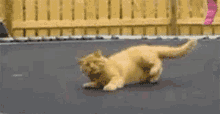 Dahliabunni Cat GIF - Dahliabunni Cat Trampoline Cat GIFs