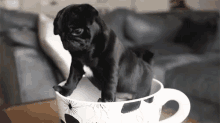 Little GIF - Puppy Pug Teacup GIFs