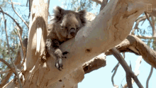 Resting The Future Of Koalas GIF