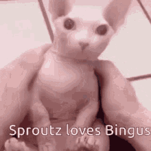 Sproutz Bingus GIF - Sproutz Bingus GIFs
