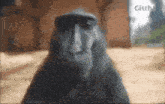 a monkey wearing a hat is looking at the camera with the word gisch in the background