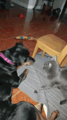 Ouch Dog GIF