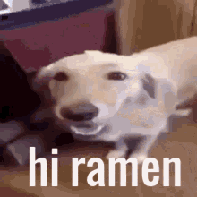 Butter Dog The Dog With The Butter On Em GIF - Butter Dog The Dog With The Butter On Em Hi Ramen GIFs