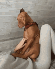 a brown dog is sitting on a woman 's lap .