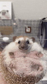 Hedgehog Eating GIF - Hedgehog Eating GIFs