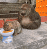 a monkey sits next to a cat who is eating from a bowl