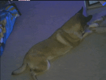 a dog is laying on the floor with a stuffed animal