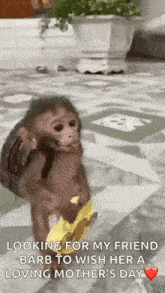a baby monkey holding a banana and a backpack .