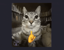 Mewing Cat GIF - Mewing Cat GIFs