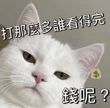 a white cat with a bag of money next to it