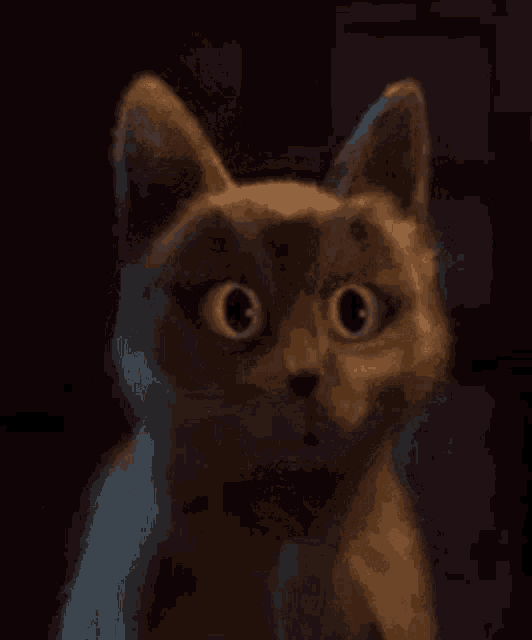 Kitten GIF - Kitten - Discover & Share GIFs