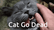 Cat Go Dead GIF - Cat Go Dead GIFs