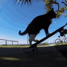 Cat Skate Board GIF - Cat Skate Board Skating GIFs