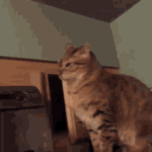Cats Smack GIF - Cats Smack Attack GIFs