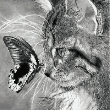 Cat Cat And Butterfly GIF - Cat Cat And Butterfly GIFs