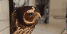 Owls Eyes GIF - Owls Eyes GIFs
