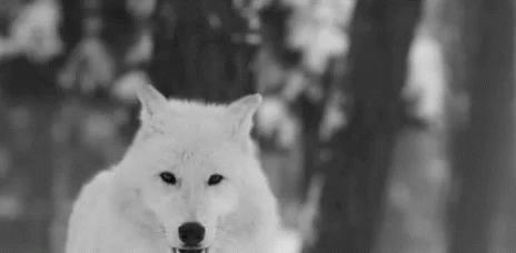 Viewing profile - Deimos Vylasar Wolf-white-wolf