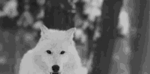 Wolf White Wolf GIF - Wolf White Wolf Winter GIFs