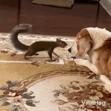 Slapping In The Face Squirrel GIF - Slapping In The Face Squirrel Dog GIFs