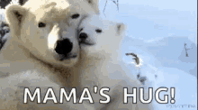 Polar Bears Hug GIF