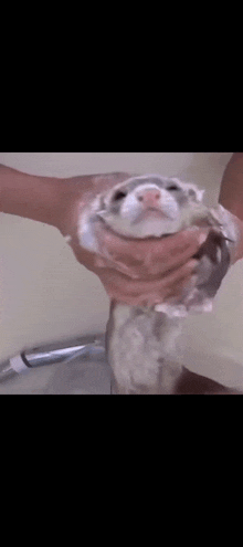 a person is washing a cat in a bathtub with foam .