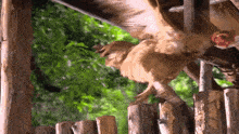 a chicken standing on a wooden post with its wings spread