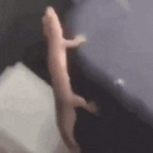 a close up of a lizard standing on a person 's arm .