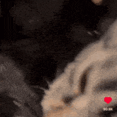 a close up of a cat 's face with a heart next to it .