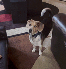 Dog Running Beagle GIF
