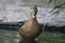 Duckface Bird GIF - Duckface Bird Madagascar GIFs