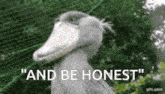 And Be Honest Jenpai Shoebill GIF - And Be Honest Jenpai Shoebill Shoebill And Be Honest GIFs