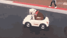 driving car cute dog funny riding