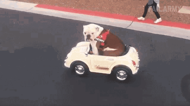 Driving Car Cute GIF - Driving Car Cute Dog - Discover & Share GIFs