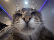 Leminare Cat GIF - Leminare Cat GIFs