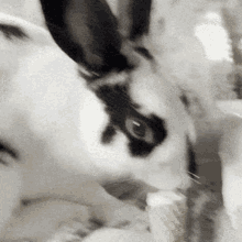 Thumper Bunny GIF - Thumper Bunny Twitter GIFs