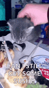 Cat Thirst Cat Sushi GIF - Cat Thirst Cat Sushi GIFs