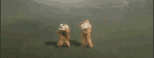 two teddy bears are standing next to each other in a field in front of a large explosion .