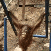 a baby orangutan is hanging upside down on a bar in a zoo .
