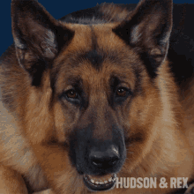 saddened rex diesel vom burgimwald hudson and rex unhappy