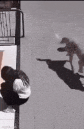 a woman is kneeling down next to a dog that is standing on its hind legs .