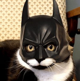 Cat Batman