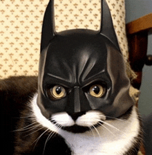 Batman Cat GIF - Batman Cat GIFs