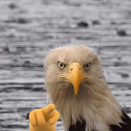 murica meme eagle